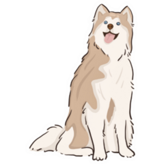 Smiling Husky Sticker