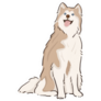 Smiling Husky Sticker