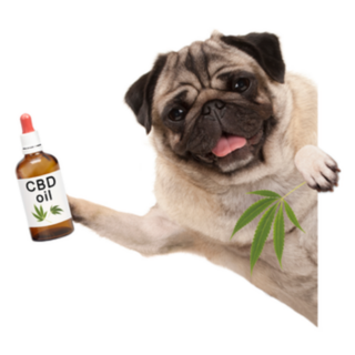Smiling Pug Dog Holding Up Bottle Of Cbd Sticker