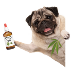 Smiling Pug Dog Holding Up Bottle Of Cbd Sticker