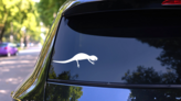 Smooth Lizard Gecko Sticker on a Rear Car Window (New) example