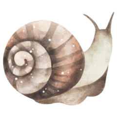 Snail Real Watercolor Sticker