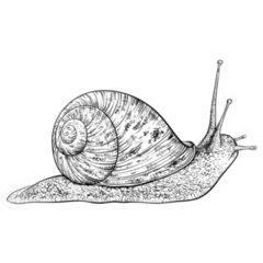 Snail Vintage Hand Drawn Sticker