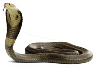 Snake Monocled Siamese Cobra Sticker