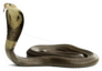 Snake Monocled Siamese Cobra Sticker
