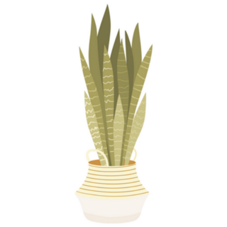 Snake Plant in Basket Sticker