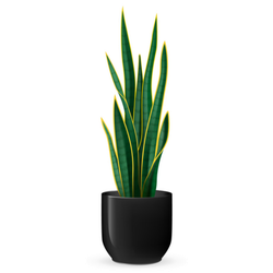 Snake Plant Realistic Illustration Sticker