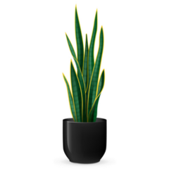 Snake Plant Realistic Illustration Sticker