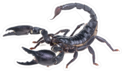 Snapping Emperor Scorpion Sticker