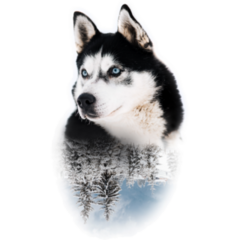 Snow Forest Husky Sticker