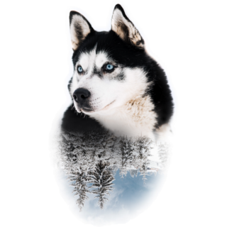 Snow Forest Husky Sticker