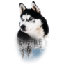 Snow Forest Husky Sticker