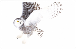 Snowy Owl Hunting Sticker