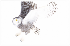 Snowy Owl Hunting Sticker