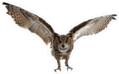 Soaring Owl In Flight Sticker