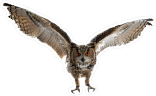Soaring Owl In Flight Sticker