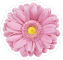 Soft Pink Daisy Flower Sticker