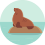 South American (patagonian) Sea Lion On Rock In Ocean Sticker