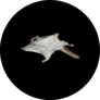 Southern Flying Squirrel Sticker