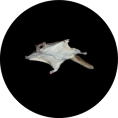 Southern Flying Squirrel Sticker