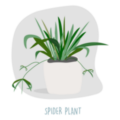 Spider Plant Indoor Plant Sticker