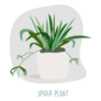 Spider Plant Indoor Plant Sticker