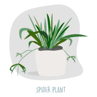 Spider Plant Indoor Plant Sticker