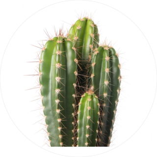 Spiky Cactus Sticker