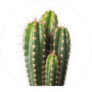 Spiky Cactus Sticker