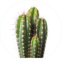 Spiky Cactus Sticker