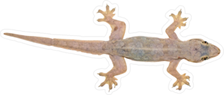 Spiny-tailed House Gecko Sticker