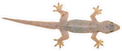 Spiny-tailed House Gecko Sticker