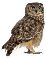 Spotted Eagle Owl Sticker