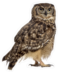 Spotted Eagle Owl Sticker