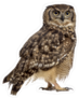 Spotted Eagle Owl Sticker