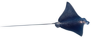 Spotted Eagle Ray (aetobatus Narinari) Isolated On A White Sticker
