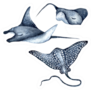 Spotted Eagle Ray, Stingray, Manta Ray Watercolor Sticker
