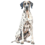 Spotted Great Dane Sticker
