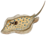 Spotted Stingray Watercolor Illustration Sticker