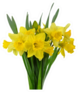 Spring Bouquet Of Daffodil Flowers Isolated Sticker