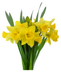 Spring Bouquet Of Daffodil Flowers Isolated Sticker