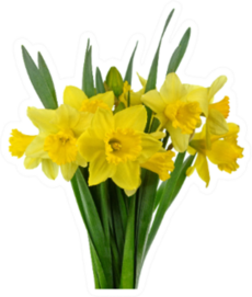 Spring Bouquet Of Daffodil Flowers Isolated Sticker