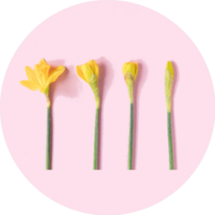 Spring Daffodils, Flowering Process Pink Background Sticker