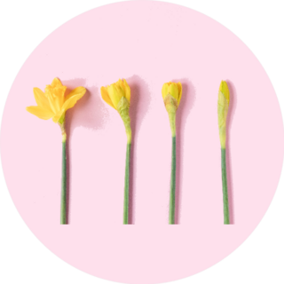 Spring Daffodils, Flowering Process Pink Background Sticker