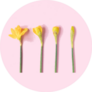 Spring Daffodils, Flowering Process Pink Background Sticker