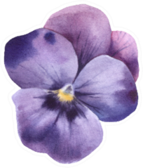 Spring Flower Purple Pansy Watercolor Sticker