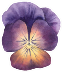 Spring Flower Purple Yellow Pansy Watercolor Sticker