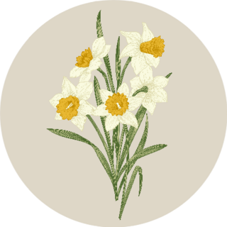 Spring Flowers Daffodils Blooming Bouquet Sticker