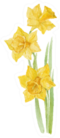 Spring Flowers Watercolor Daffodil Hand Drawn Sticker