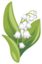 Spring White Flower Lily Of The Valley Sticker